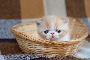 A beautiful exotic Shorthair cat lies on the brown background of the Studio. photo