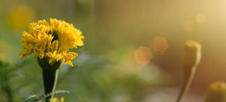 kenikir or Tagetes erecta yellow, in the garden bright morning, natural background photo