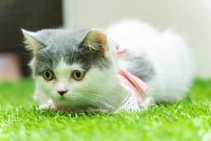 gatito gris y blanco jugando en la hierba foto