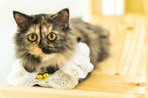 Furry cat lying on the wooden floor photo