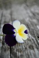 Pansy flower on old wooden background photo
