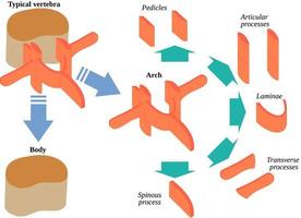 General structure of a typical vertebra vector