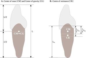 Locations of the centers of mass, gravity and resistance of the tooth vector