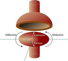 Ellipsoid joint is an ovoid articular surface, or condyle that is received into an elliptical cavity vector