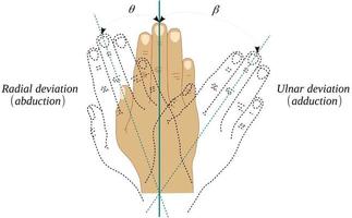 Abduction and adduction movements of the wrist joint vector