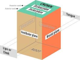 superficies dentales, labial, bucal, incisal, ligual, mesial, oclusal y vestibular vector