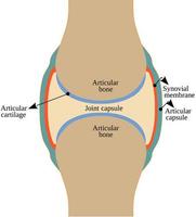 estructura general de una articulación sinovial vector