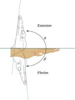 movimientos de flexión y extensión de la articulación de la muñeca vector