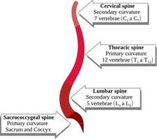 Curvatures of the vertebral column. Cervical, thoracic, lumbar and sacrococcigeal vector