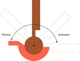 Hinge joints allow bones to move in one direction back and forth vector