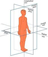 Planos y ejes anatómicos en un ser humano: todos los movimientos del cuerpo ocurren en diferentes planos y alrededor de diferentes ejes. vector