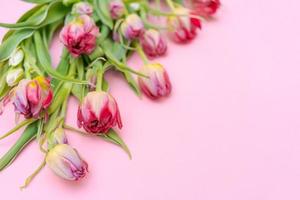 Tulips. Timelapse bright pink striped colorful tulips flower bloom on pink photo