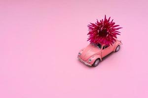 Pink car with chrysanthemum flower on roof on pink background. Happy photo