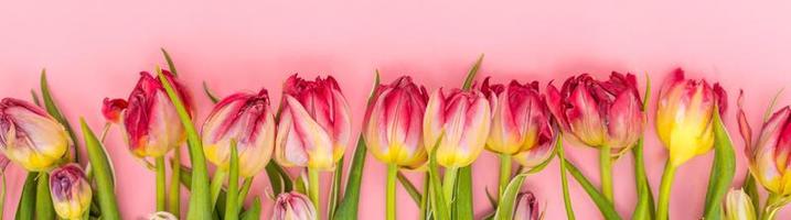 Pink tulip on pink background. Congratulations card for mother's day or photo