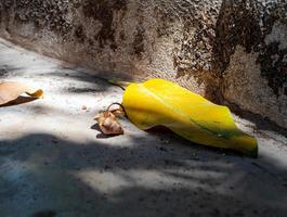 Yellow ficus leaf lying on stones in the sun photo