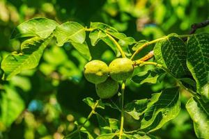 Close up on green walnuts growing on a tree. Selective focus. photo