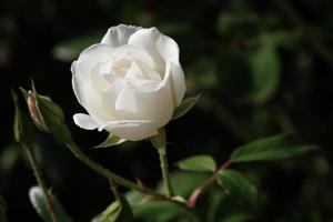 primer plano de la planta de rosa blanca al aire libre, flor de rosa brillante natural con hermosos pétalos, un capullo colorido de la flor silvestre floreciente en el jardín de verano, amor y fondo romántico. foto