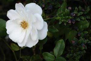 flor de rosa blanca natural con hermosos pétalos, planta de rosa brillante con hojas verdes, primer plano, al aire libre, un capullo colorido de la flor silvestre floreciente en el jardín de verano, amor y fondo romántico. foto