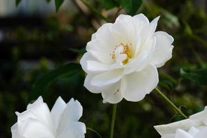 primer plano de planta de rosa brillante al aire libre, flor de rosa blanca natural con hermosos pétalos, un capullo colorido de la flor silvestre floreciente en el jardín de verano, amor y fondo romántico. foto