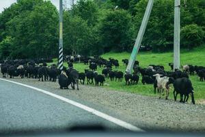 Herd of rams walking along doge photo