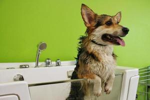 corgi welsh pembroke con piel mojada de pie en un baño después de bañarse y lavarse en el salón de aseo. higiene profesional, bienestar, procedimientos de spa del concepto de animales. idea de cuidado de mascotas domésticas. de cerca foto