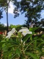 Photo of flower background stoke photo.