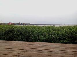 A view of the sky and sea with plants on the right and left and a wooden path in the middle. photo