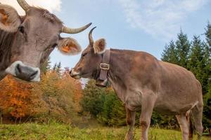 Cow grazing in the mountain photo