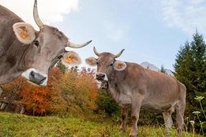 vaca pastando en la montaña foto