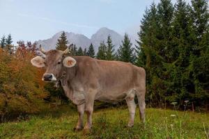 vaca pastando en la montaña foto