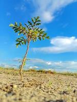 Photo of tree natural background stoke photo.