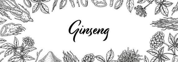 Ginseng horizontal design. Hand drawn botanical vector illustration in sketch style. Can be used for packaging, label, badge. Herbal medicine background