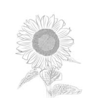 dibujo a mano de girasol con hoja y fondo blanco vector