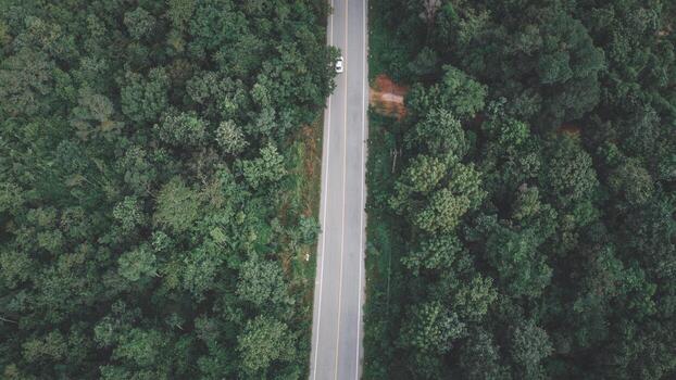 Arial view of a highway through a forest at sunset photo