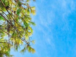 Bottom view of Aleppo pine branches on a blue cloudy sky background. Pinus halepensis branches and copy space photo