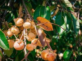 Yellow delicious medlar fruits hanging on a branch with green leaves photo