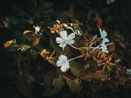 Plumbago auriculata flowers close up. Beautiful white symmetry in nature. Flowering plant in the family Plumbaginaceae. photo