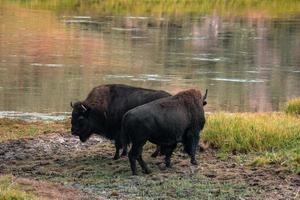 A herd of bison moves quickly along the Firehole River in Yellowstone National Park near Midway Geyser Basin. American Bison or Buffalo in Yellowstone National Park USA Wayoming photo