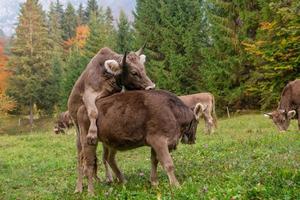 Cow grazing in the mountain photo