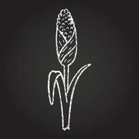 Corn Stalk Chalk Drawing vector