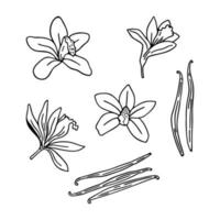 Vanilla flowers, pods and sticks. Set spice. Linear art on a white background vector