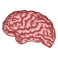 Ilustración 3d cerebro humano fondo transparente png