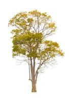 Autumn tree during fall season which foliage has turn from green to yellow isolated on white background for autumn design usage photo