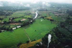 rice field in the morning in asia photo