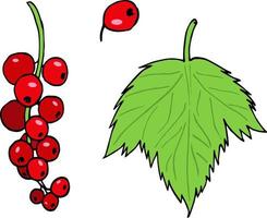 Red currant on white background. Vector image.