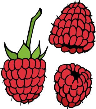 Raspberry on white background. Vector image.