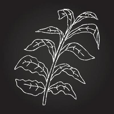 Corn Stalk Chalk Drawing