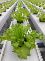 enfoque selectivo de la planta de lechuga hidropónica con fondo borroso. el nombre científico es lactuca sativa. concéntrese en algunas plantas en el frente. foto