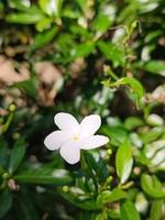 Vertical form of snow-white jasmine, which blooms in winter. photo