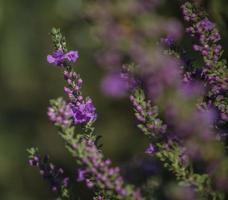 Texas Sage . Partial view . Close up photo